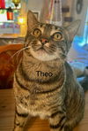 Theo