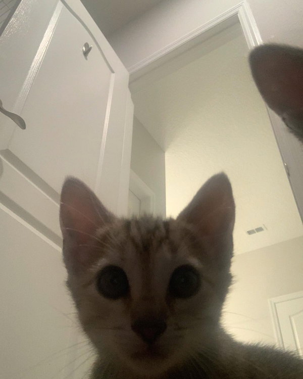 Oakley
