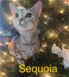 adoptable Cat in winter, WI named Sequoia