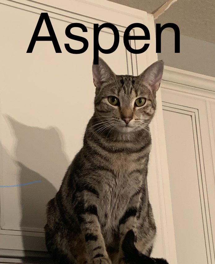 adoptable Cat in Winter Garden, FL named Aspen