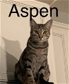 adoptable Cat in winter garden, FL named Aspen