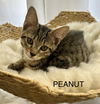 Peanut