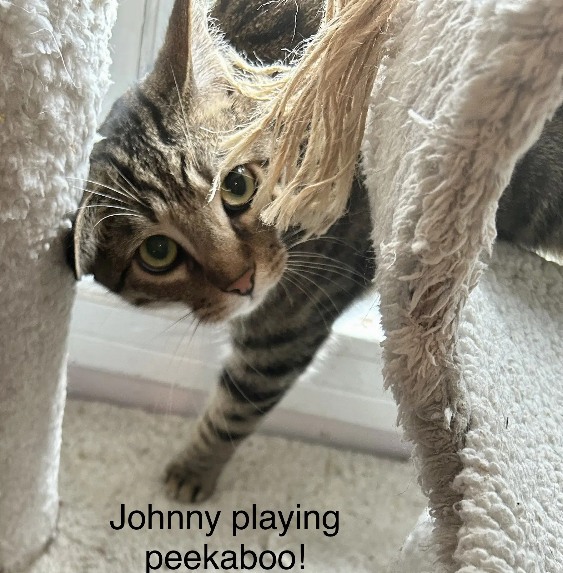 Johnny image 3
