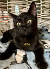 Alfie