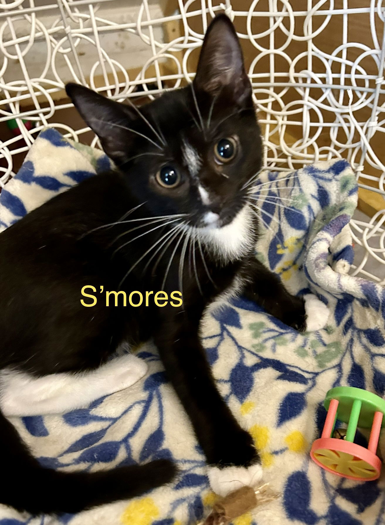 adoptable Cat in Winter Garden, FL named Smores