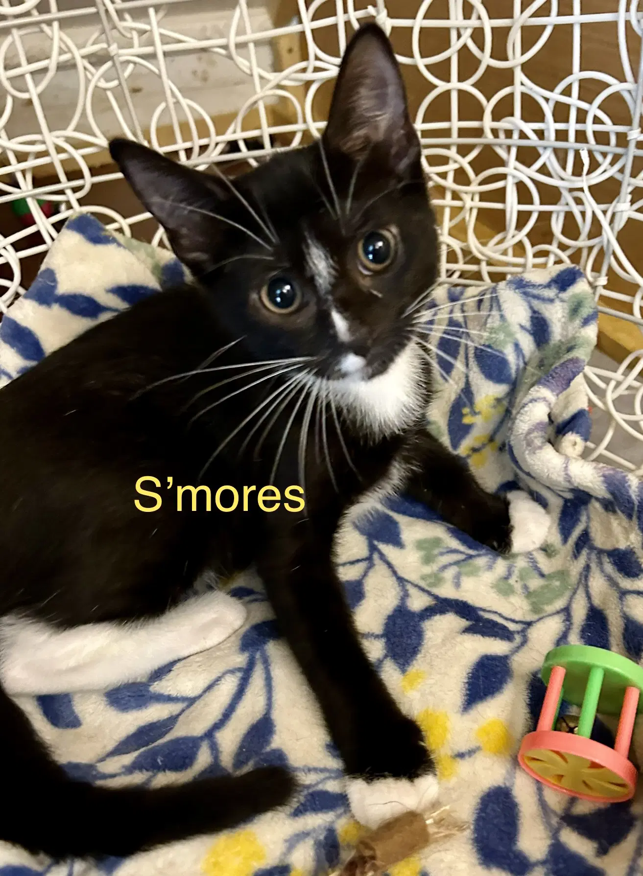 Smores - Domestic Short Hair