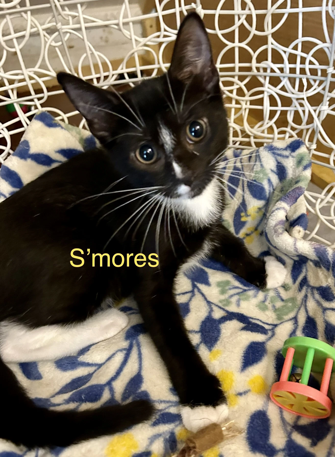 Smores