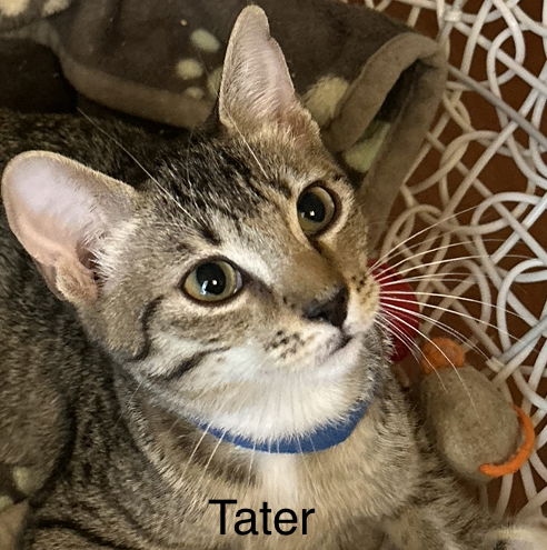 adoptable Cat in Winter Garden, FL named Tater