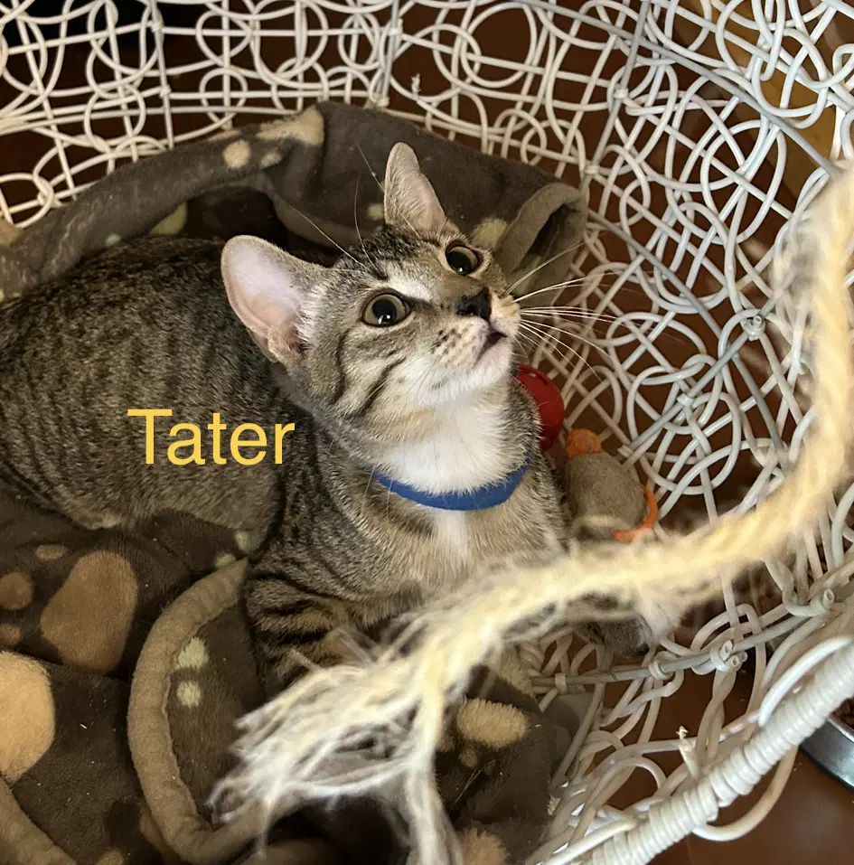 Tater image 2