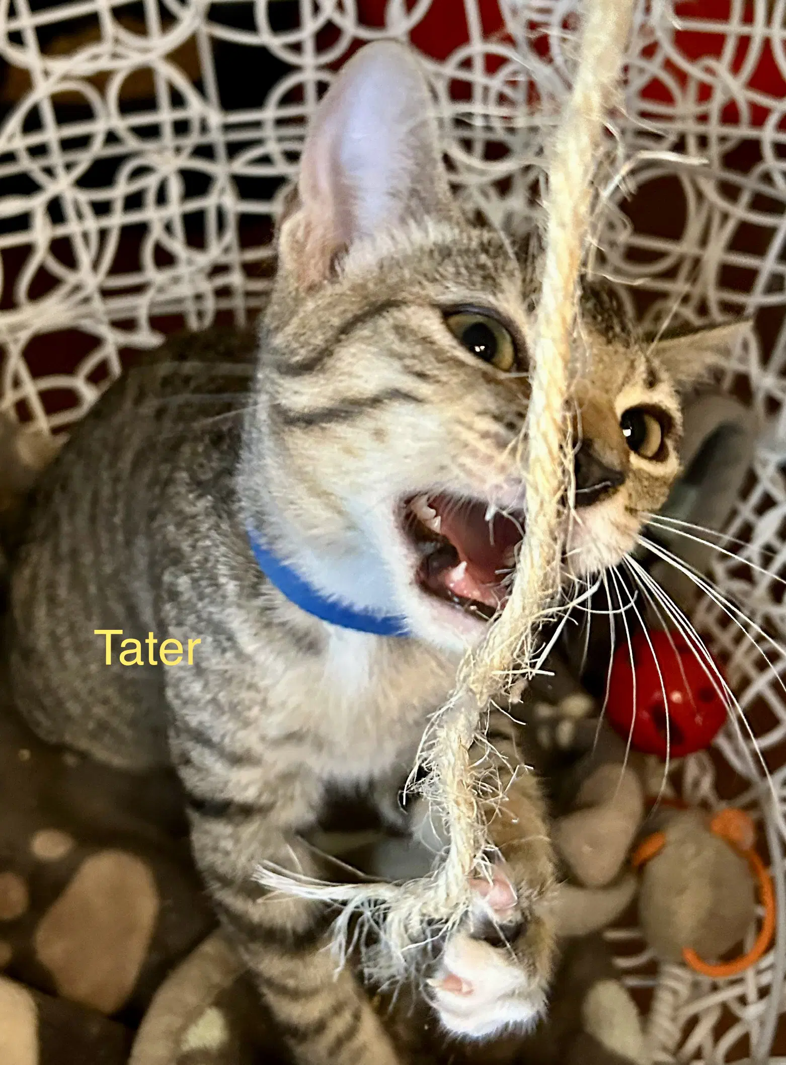 Tater image 3