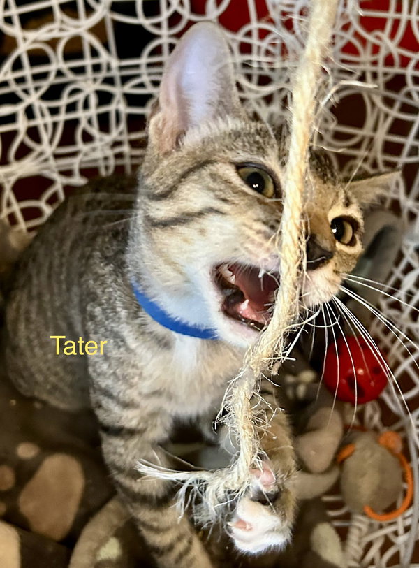 Tater