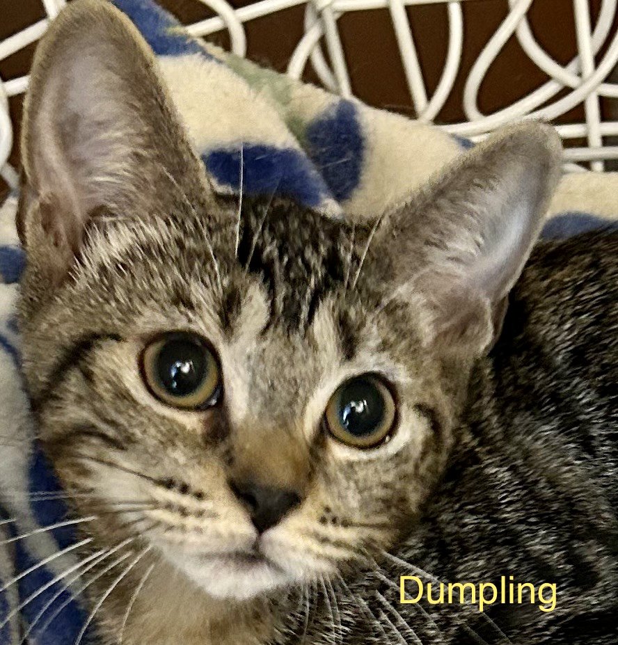 adoptable Cat in Winter Garden, FL named Dumpling
