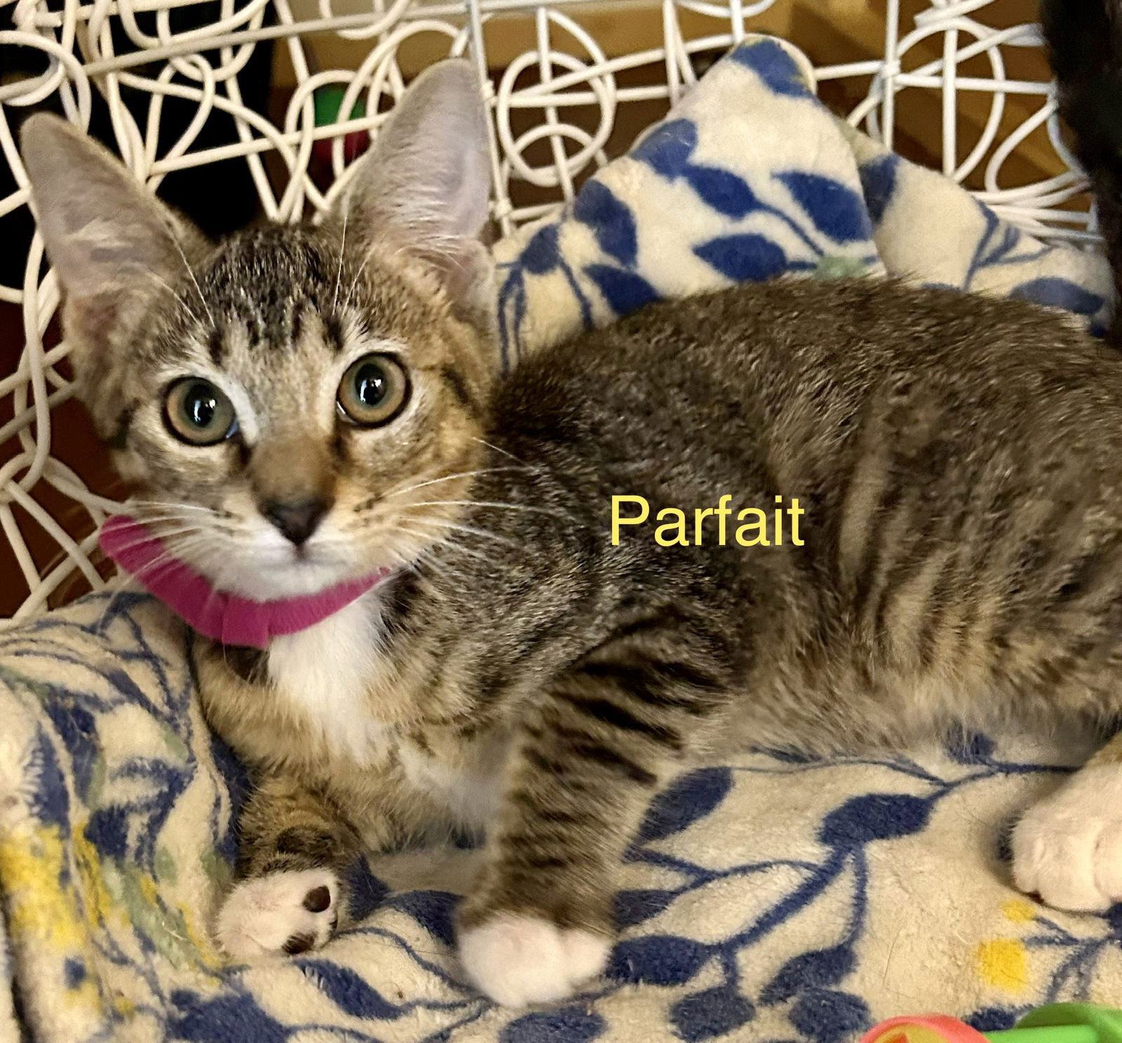 adoptable Cat in Winter Garden, FL named Parfait