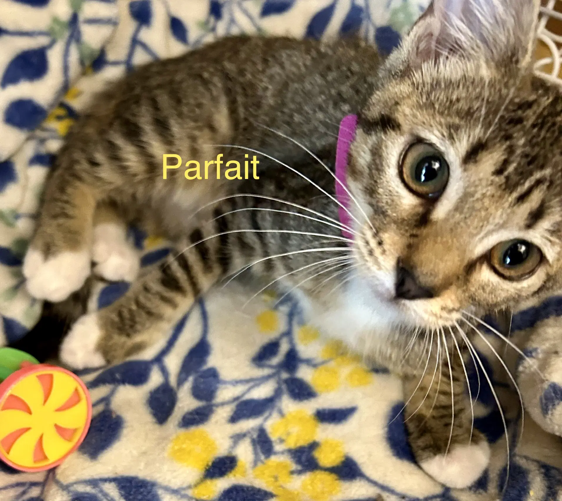 Parfait image 2