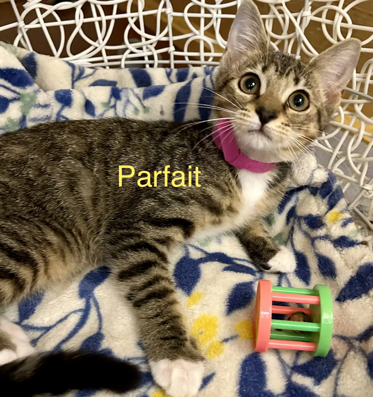 Parfait image 3