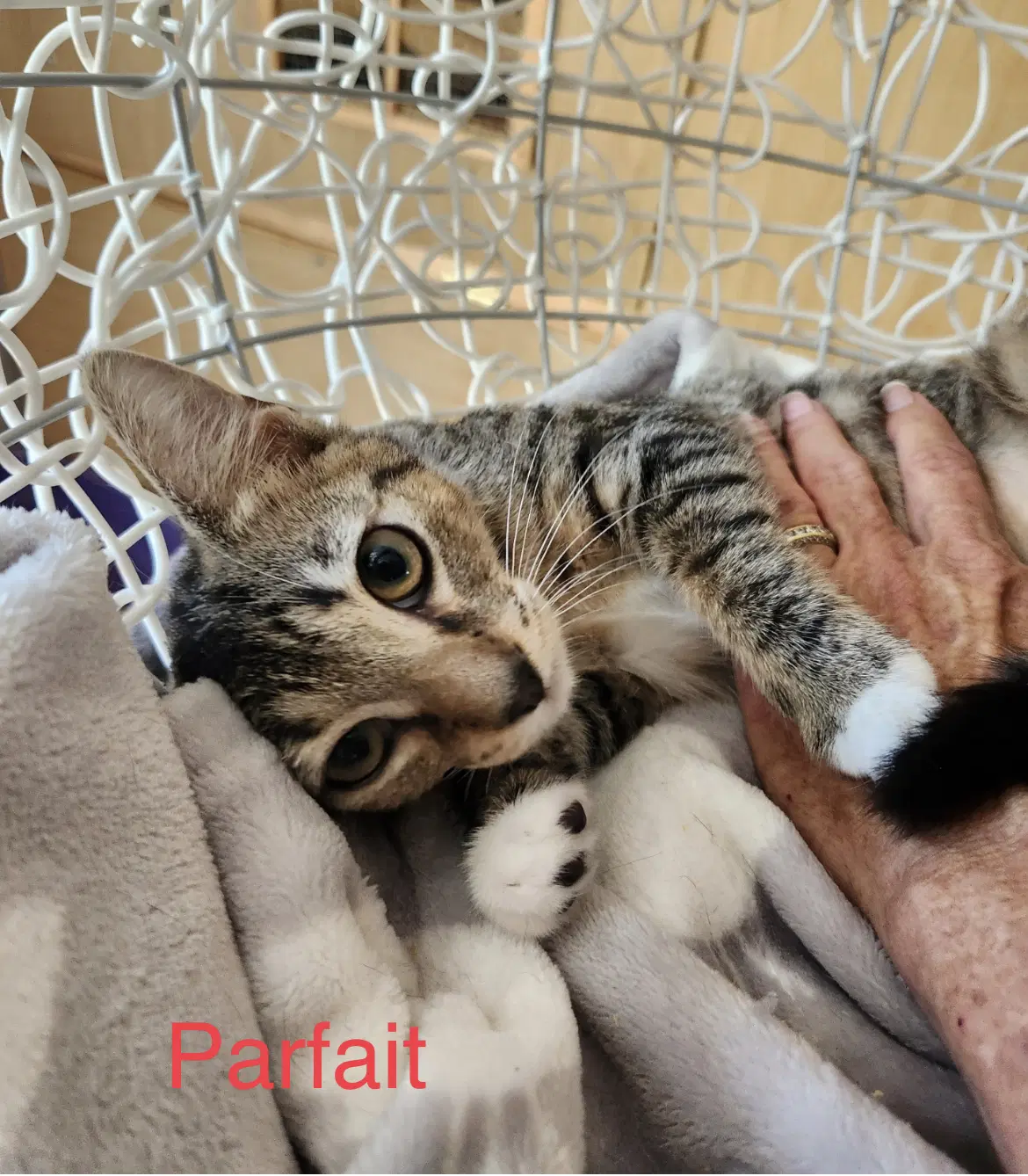 Parfait image 4