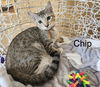 Chip