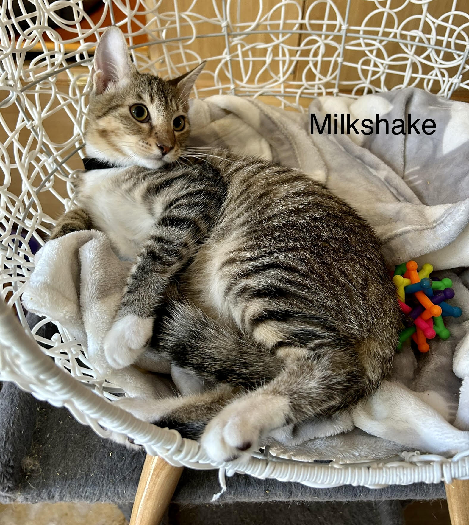 adoptable Cat in Winter Garden, FL named Milkshake