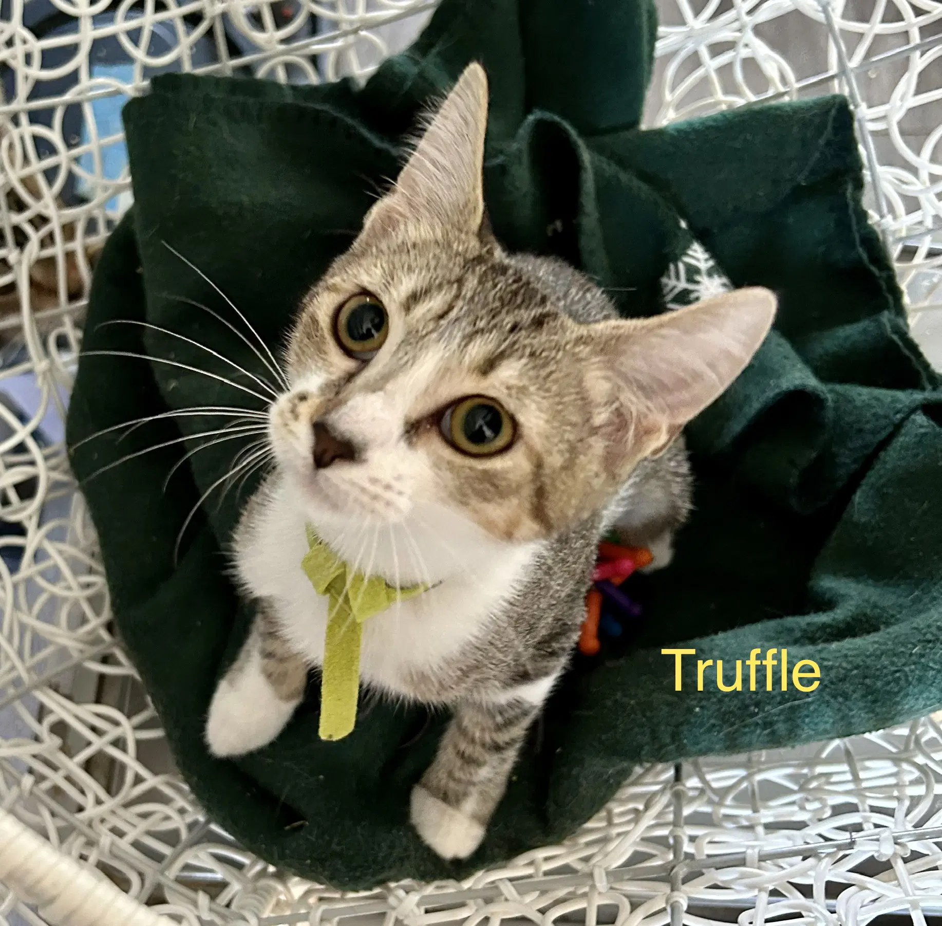 Truffle image 2