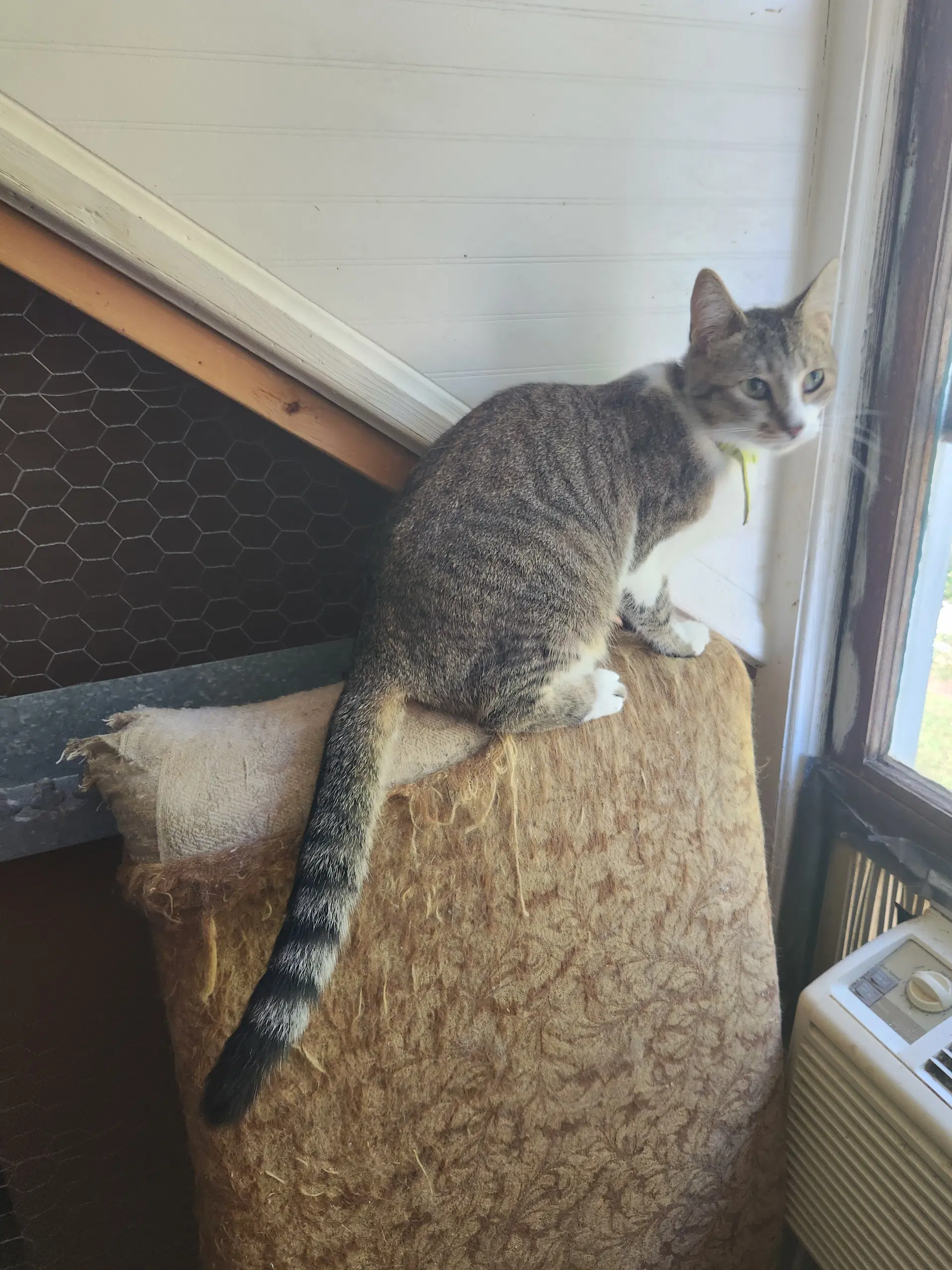 Truffle - Domestic Short Hair