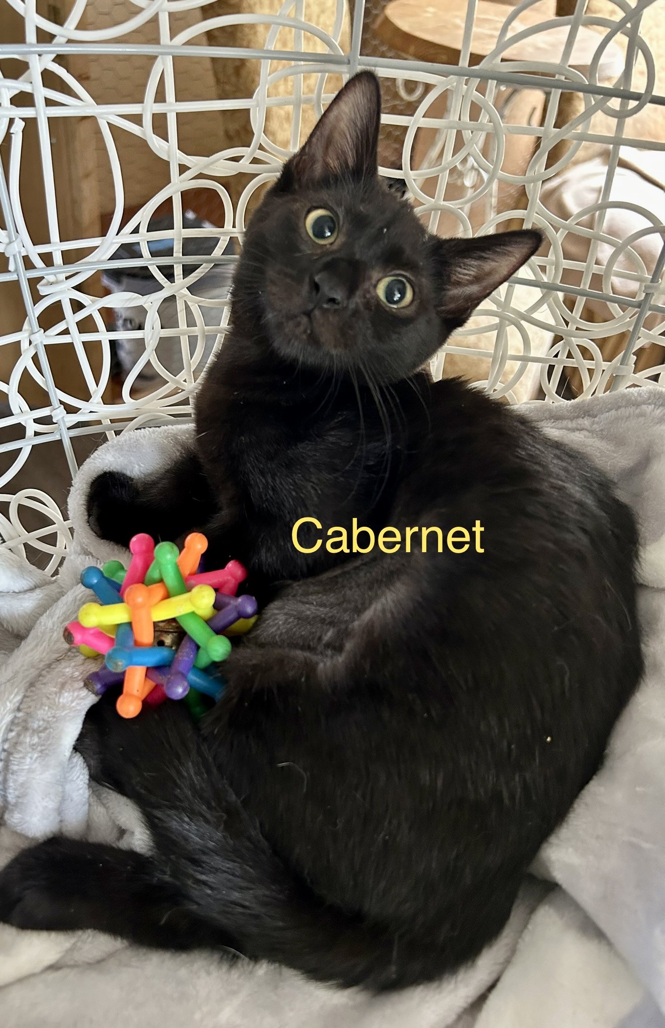 adoptable Cat in Winter Garden, FL named Cabernet