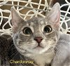 adoptable Cat in winter, WI named Chardonnay