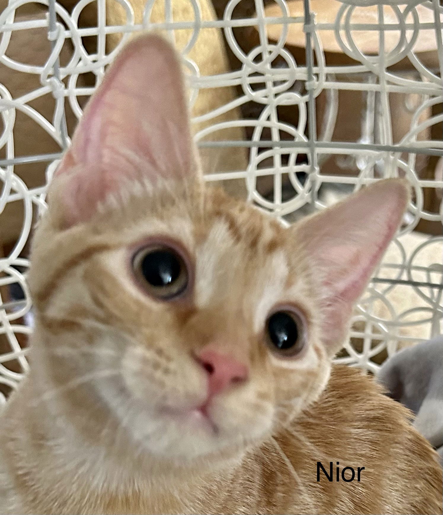 adoptable Cat in Winter Garden, FL named Noir