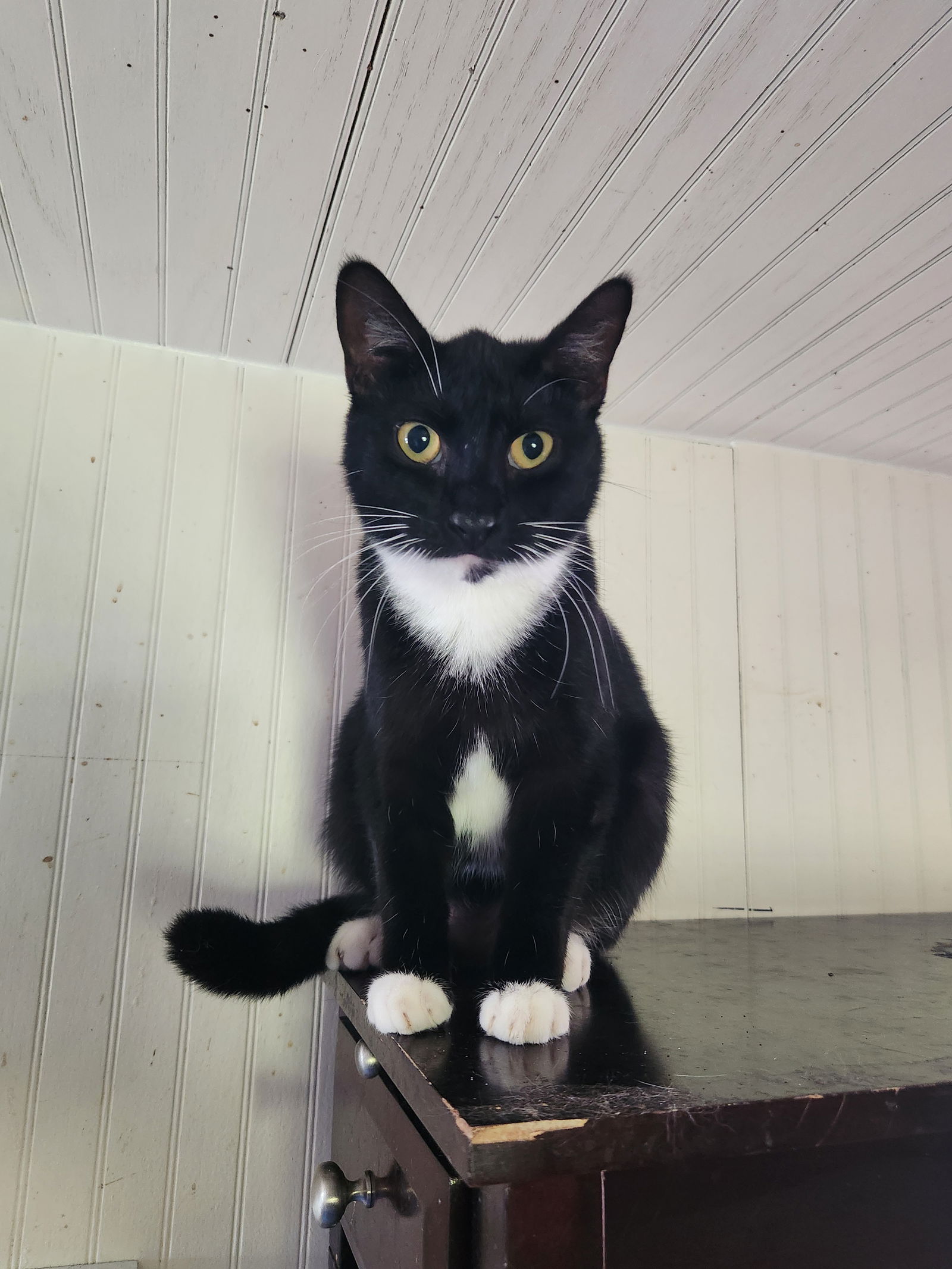 adoptable Cat in Winter Garden, FL named Rioja