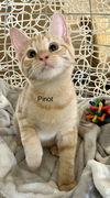 Pinot