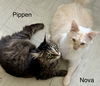 Pippin