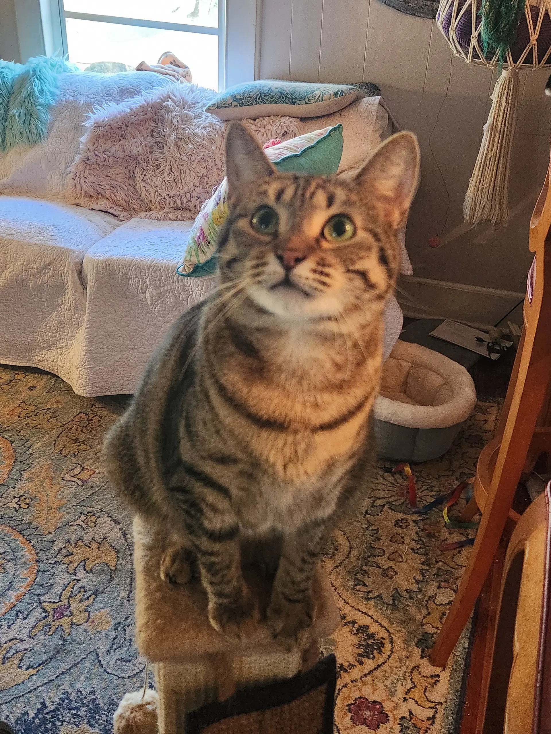 Baby - Domestic Short Hair