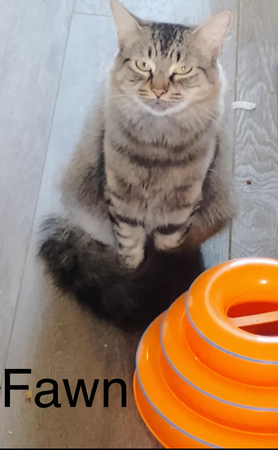 adoptable Cat in Winter Garden, FL named Fawn