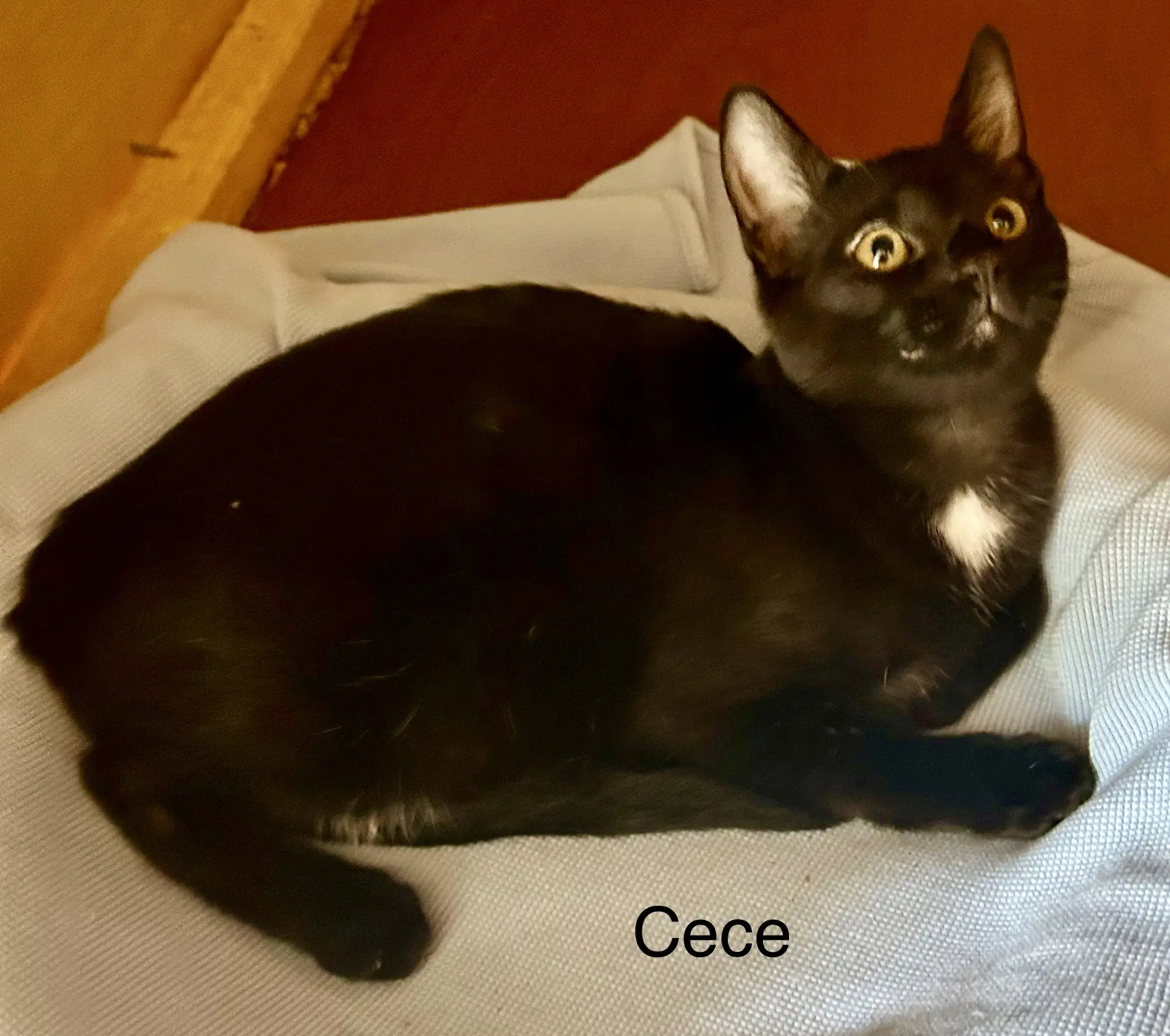 Cece - Domestic Short Hair