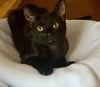 adoptable Cat in winter, WI named Jess