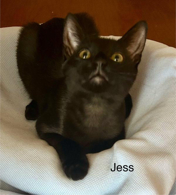 Jess
