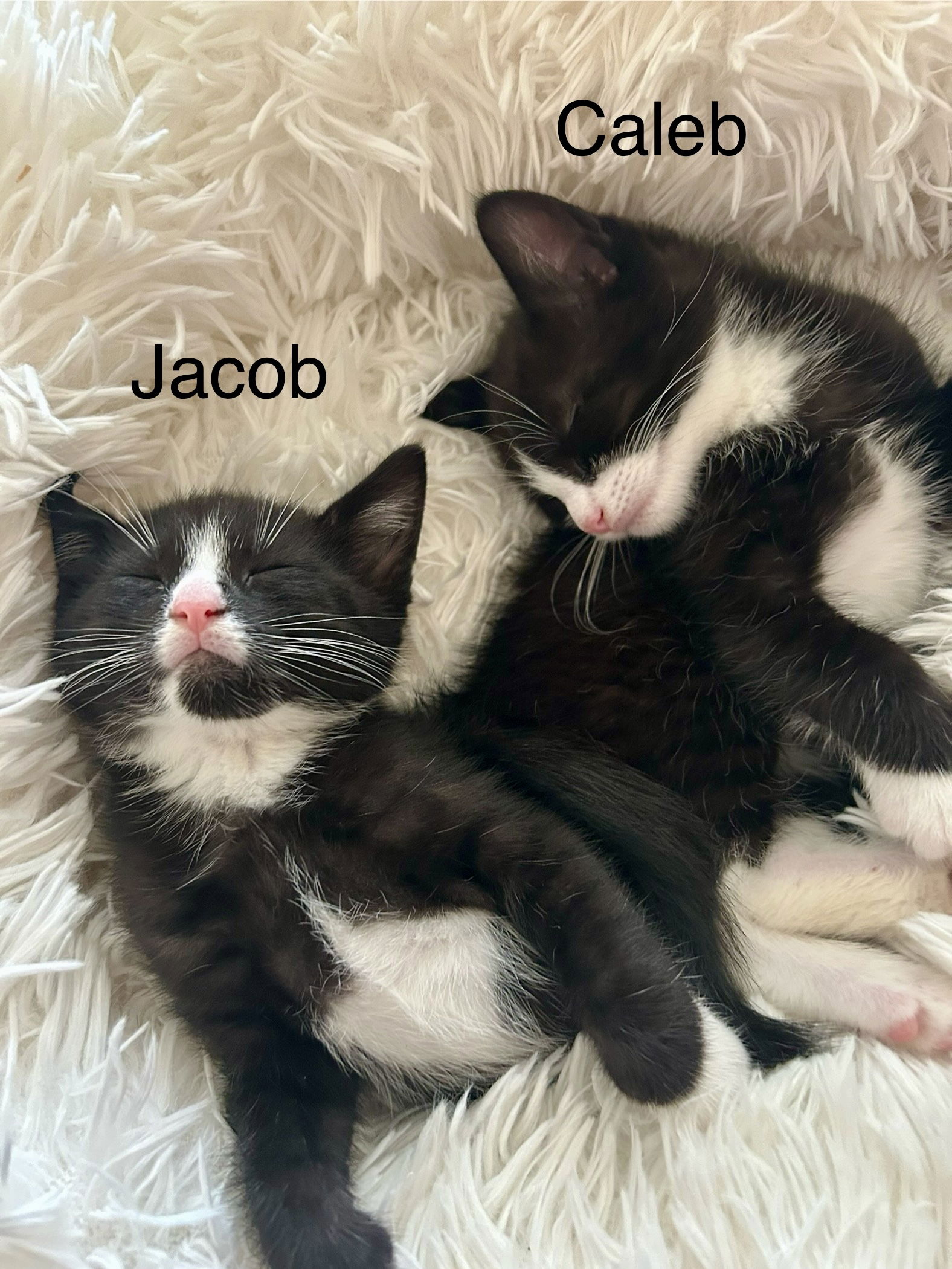 adoptable Cat in Winter Garden, FL named Jacob