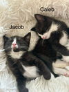 adoptable Cat in winter, WI named Jacob