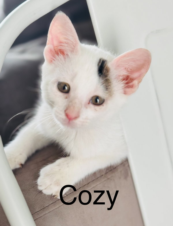 Cozy