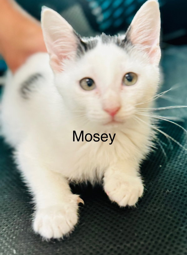 Mosey