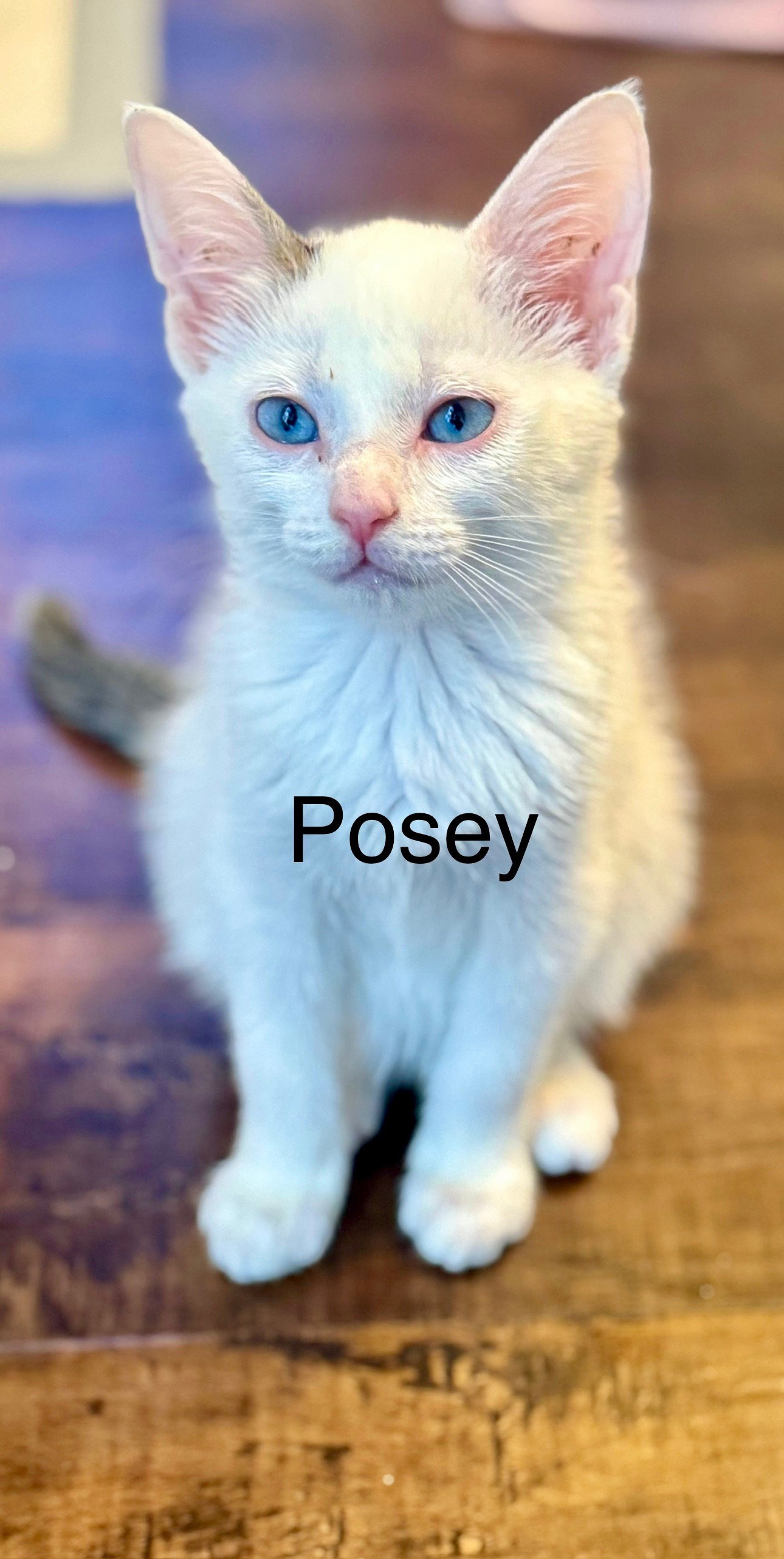 Posey Image