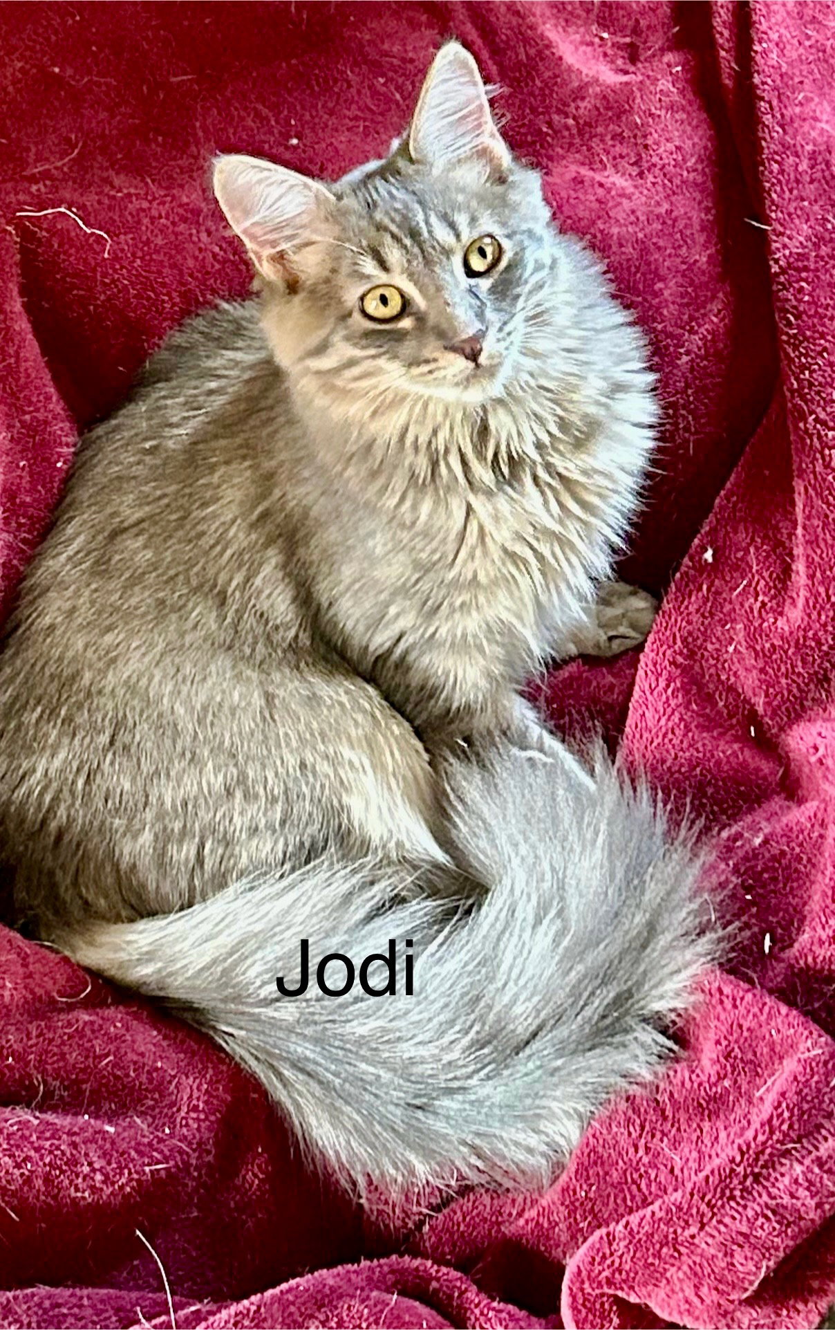 Jodi Image