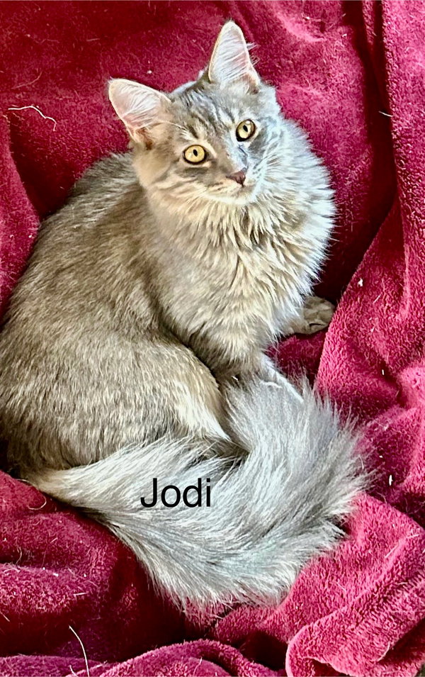 Jodi