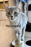 Mel (Honey)