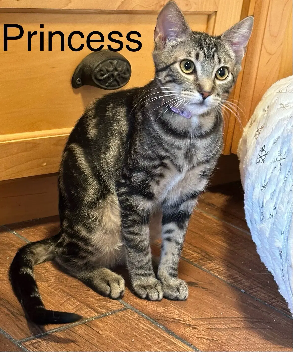 Princess - Tabby