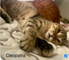 Cleopatra