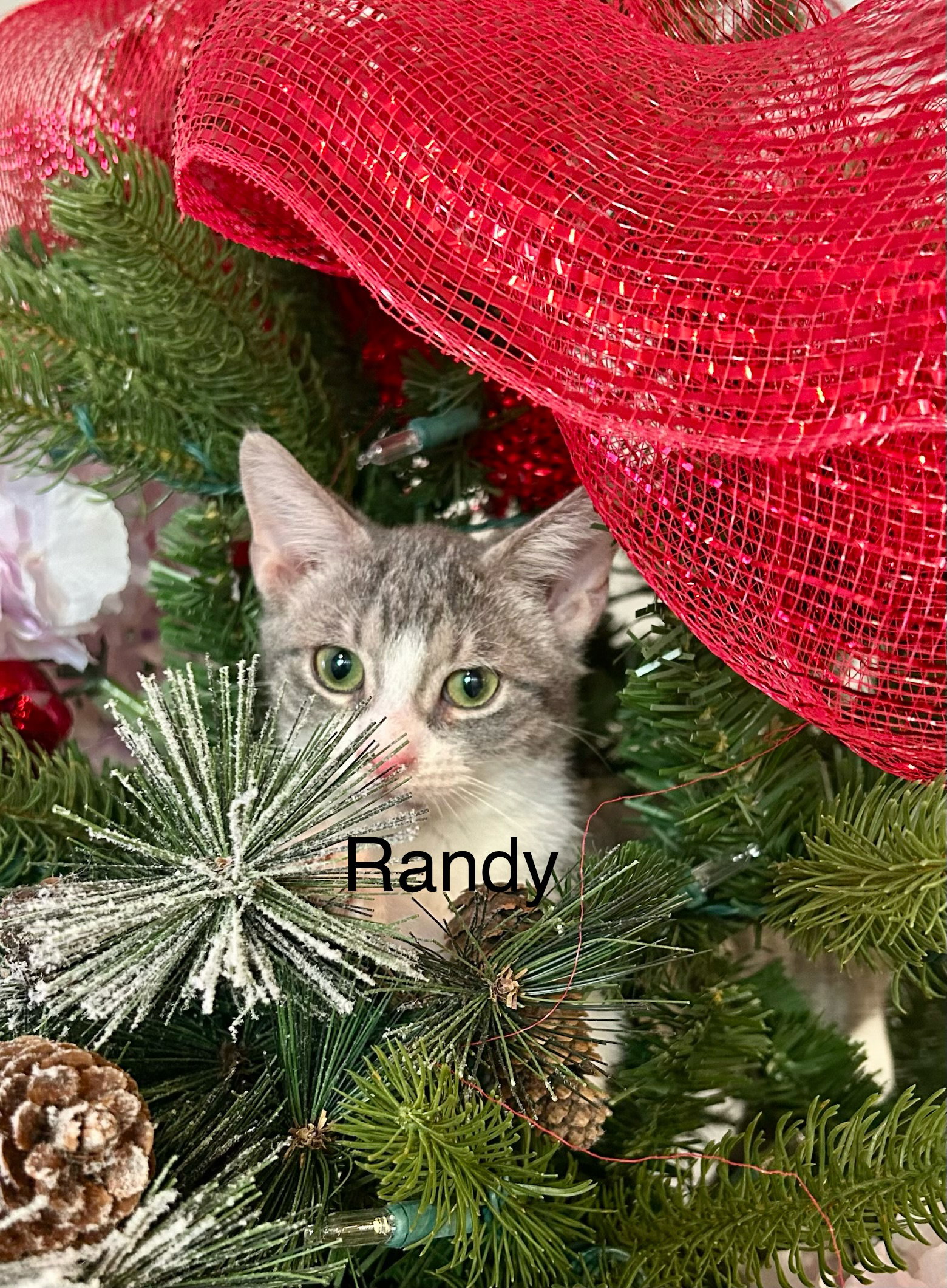 Randy