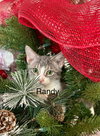 Randy