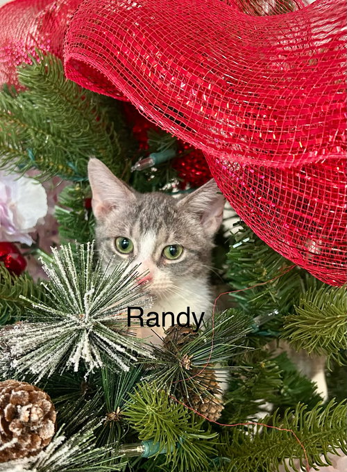 Randy