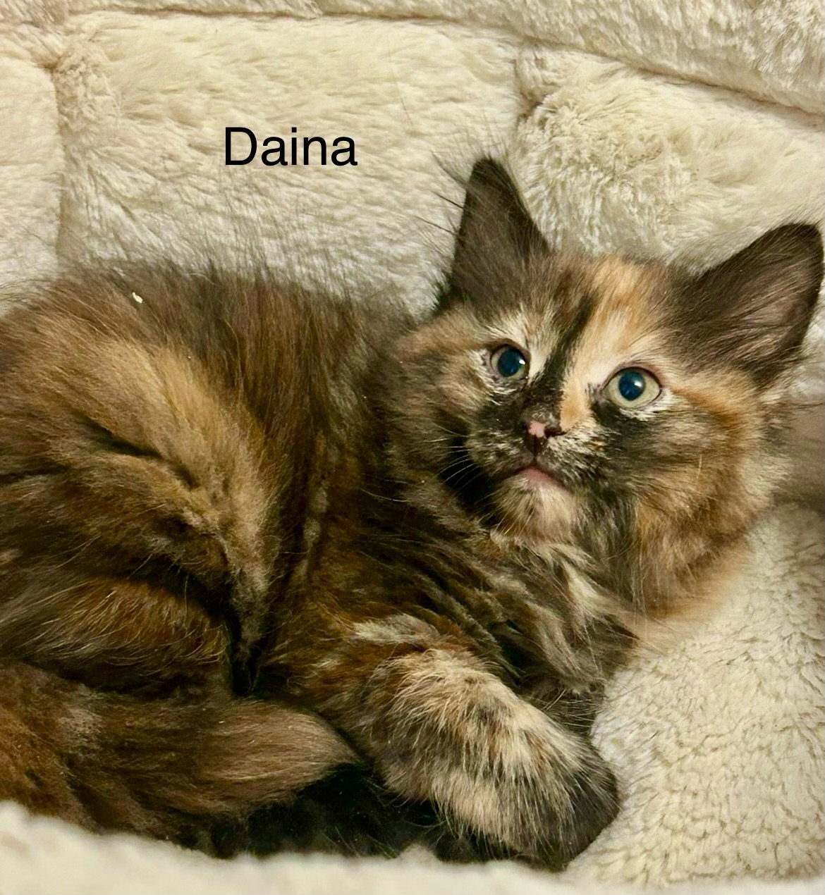 Daina