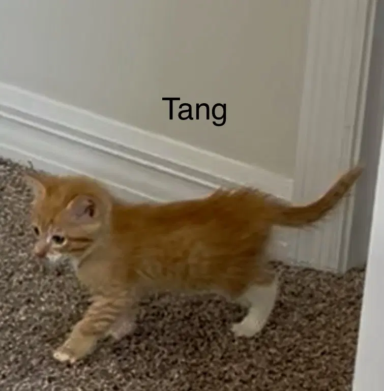 Tang - Domestic Short Hair